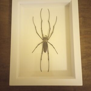 Framed Spider Display in White Shadow Box